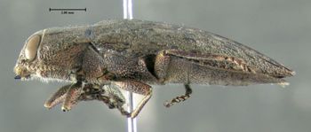 Media type: image;   Entomology 611733 Aspect: habitus lateral view